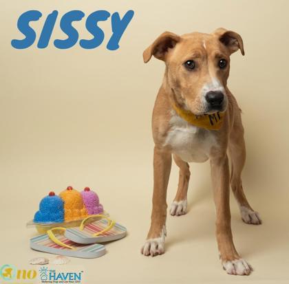 Enlarge Sissy, a Adoptable mixed breed in Fairhope, AL image 2/2
