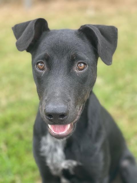 Lexus **Foster Needed**