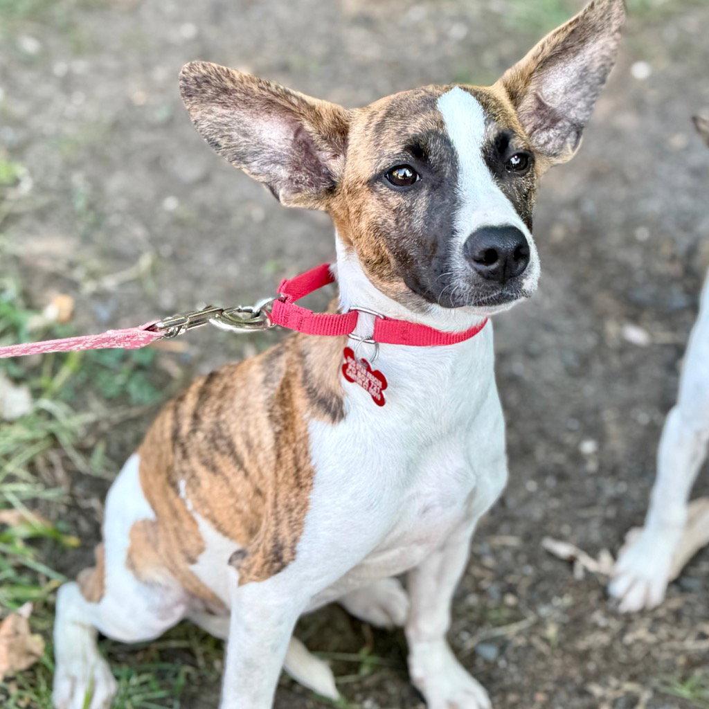 Enlarge Pixie, a Adoptable mixed breed in Bloomfield, CT image 1/3