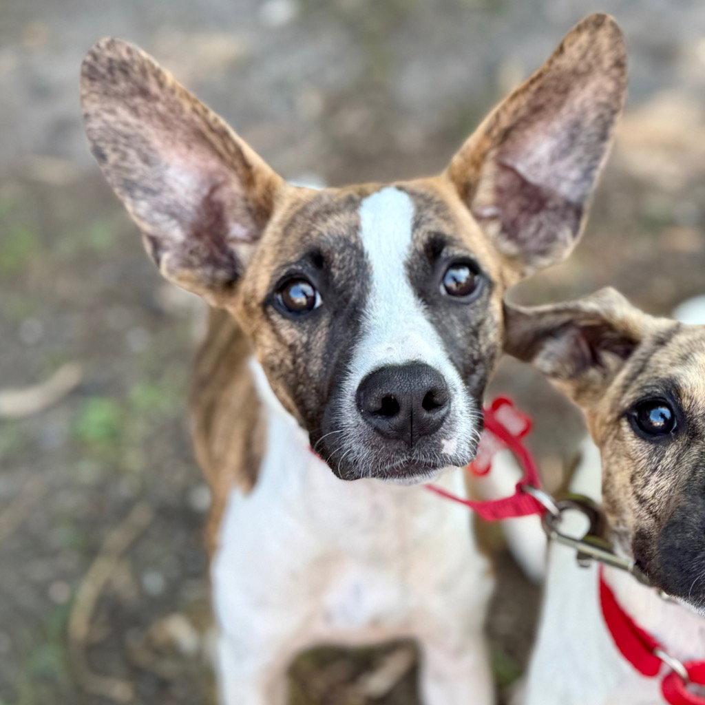 Enlarge Pixie, a Adoptable mixed breed in Bloomfield, CT image 2/3
