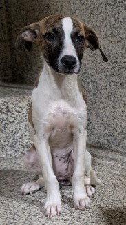 Enlarge Pixie, a Adoptable mixed breed in Bloomfield, CT image 3/3