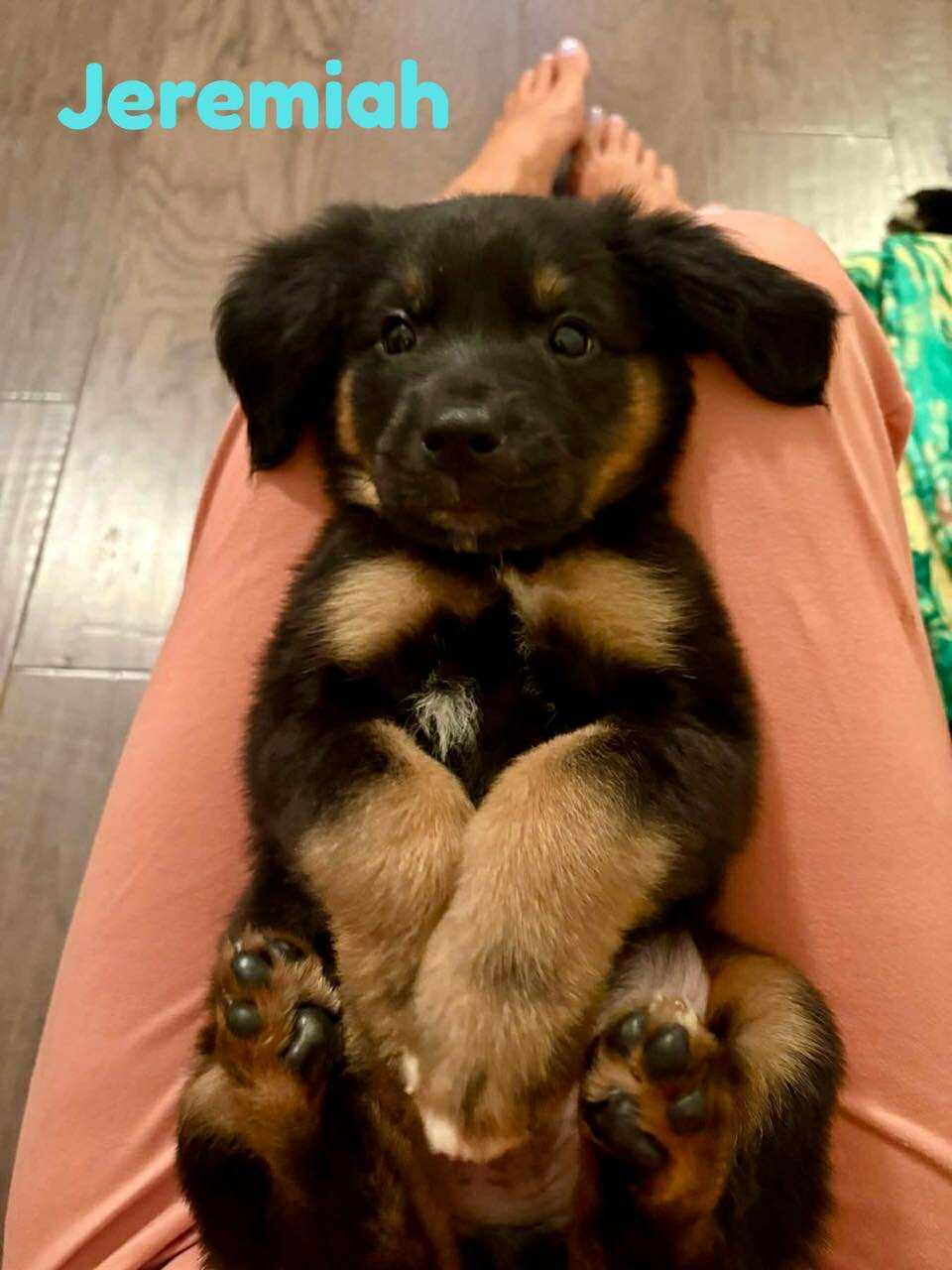 JEREMIAH, an adoptable Pekingese, Retriever in Madisonville, LA, 70447 | Photo Image 2