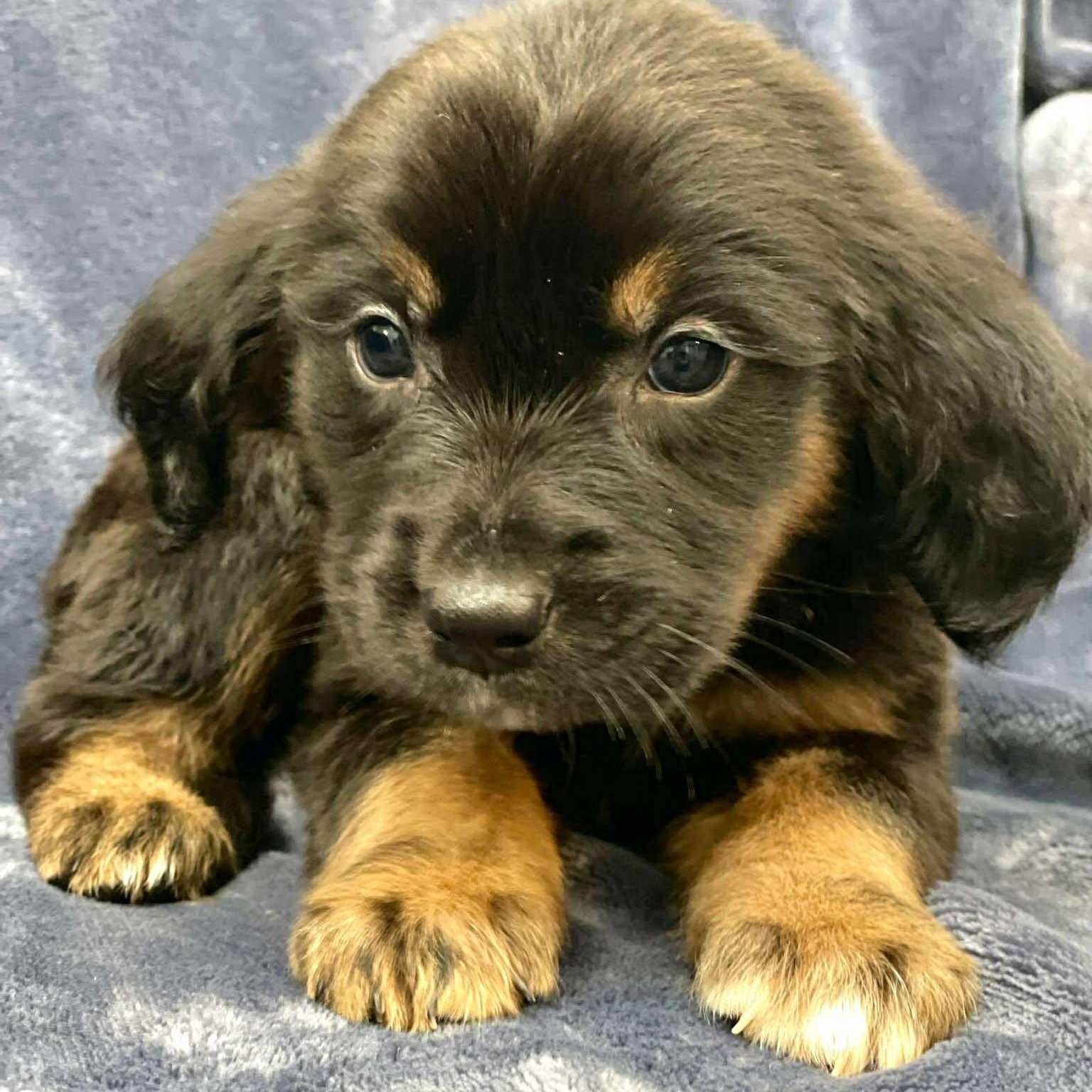 JEREMIAH, an adoptable Pekingese, Retriever in Madisonville, LA, 70447 | Photo Image 1