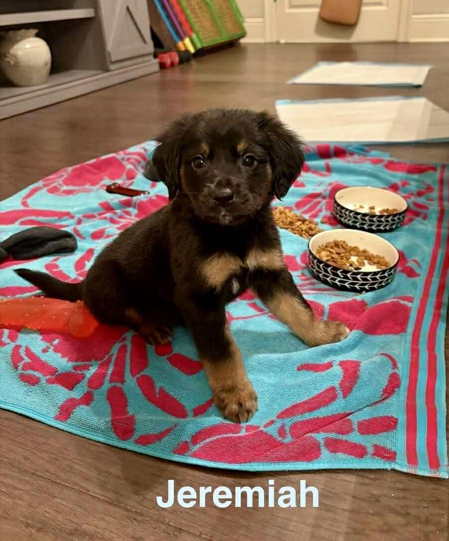 JEREMIAH, an adoptable Pekingese, Retriever in Madisonville, LA, 70447 | Photo Image 3
