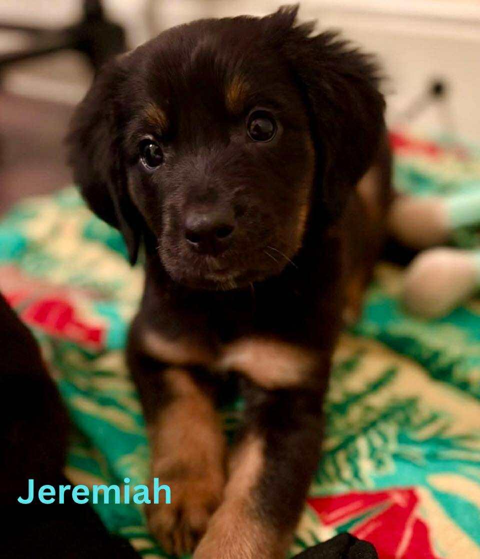 JEREMIAH, an adoptable Pekingese, Retriever in Madisonville, LA, 70447 | Photo Image 4