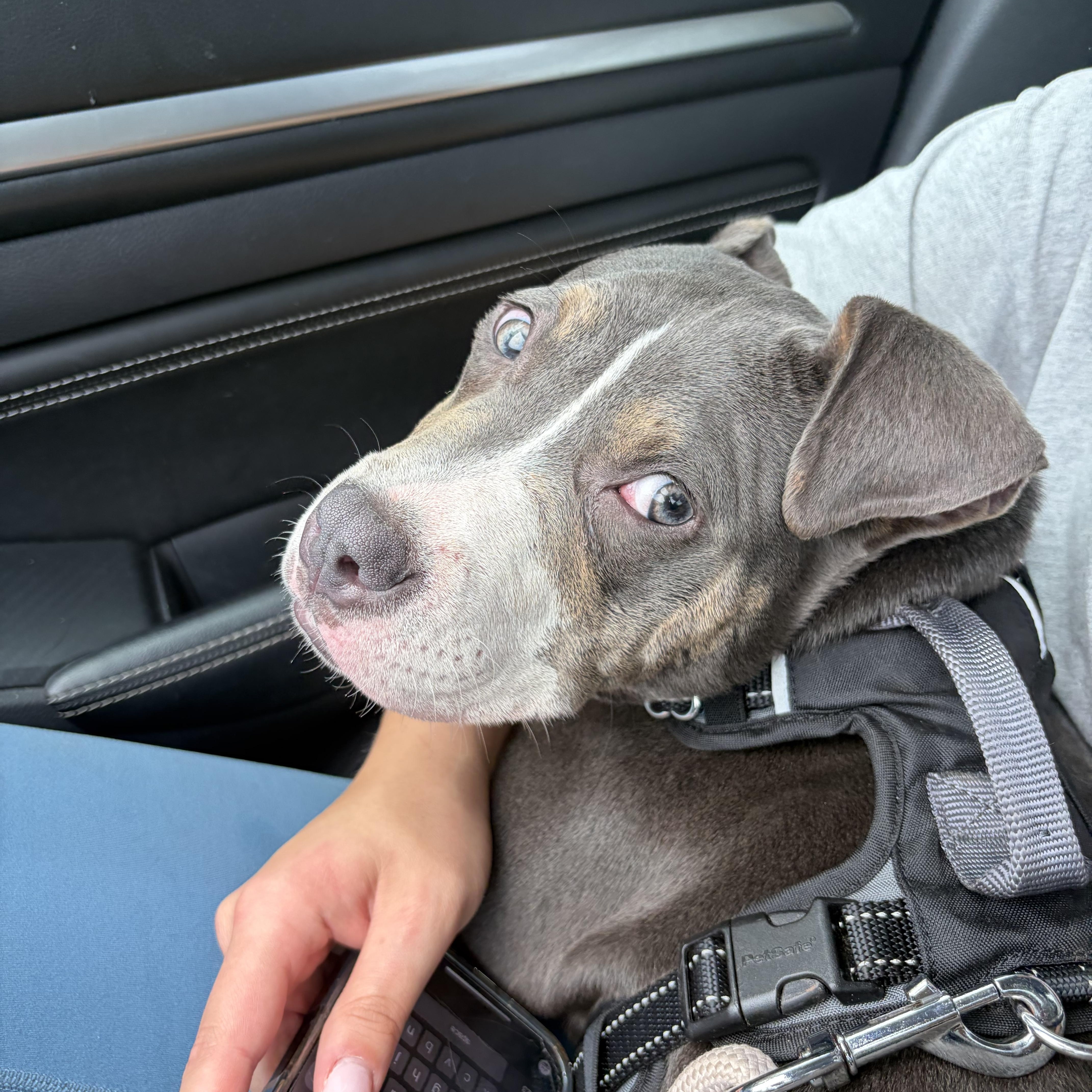 Enlarge Kisses, a ADOPTABLE mixed breed in Lancaster, SC image 1/1