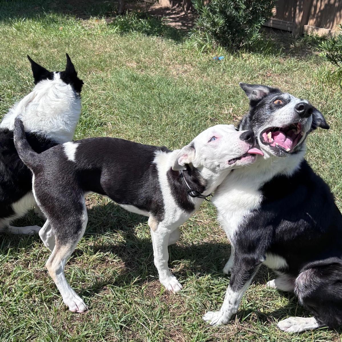 Enlarge Mayfly (The Bug Litter), a Adoptable mixed breed in Houston, TX image 3/6