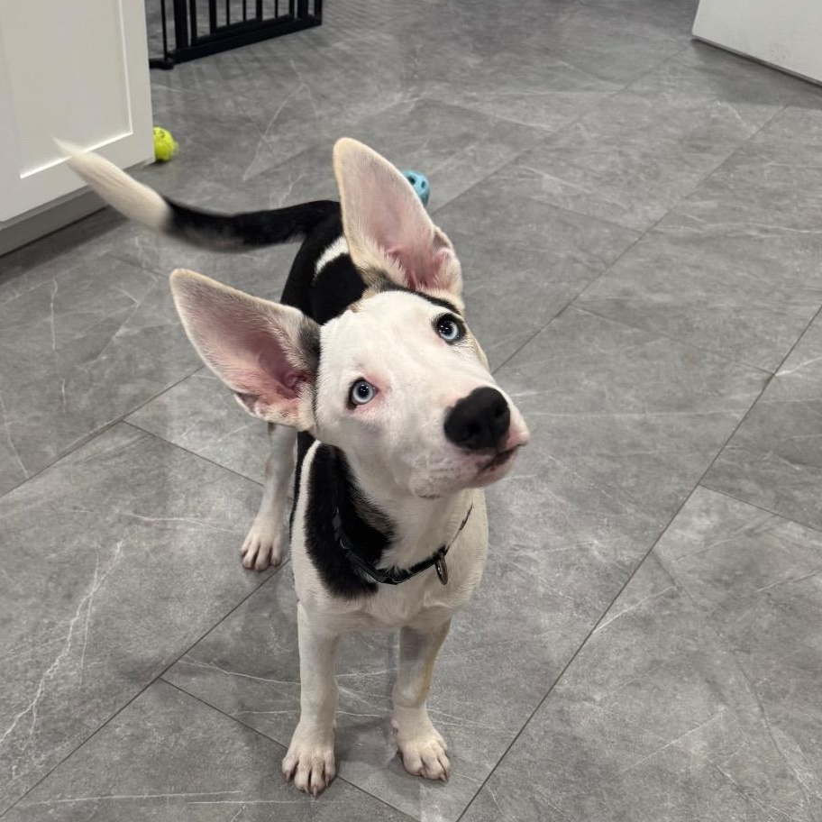 Mayfly (The Bug Litter), Adoptable, Young Female Border Collie.