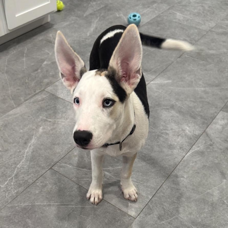 Enlarge Mayfly (The Bug Litter), a Adoptable mixed breed in Houston, TX image 2/6