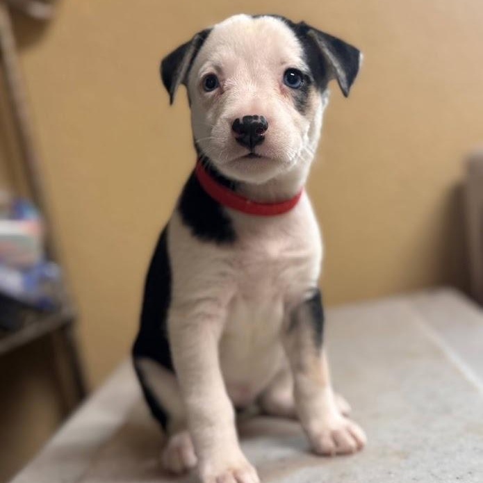 Mayfly (The Bug Litter), ADOPTABLE, Puppy Female Border Collie.