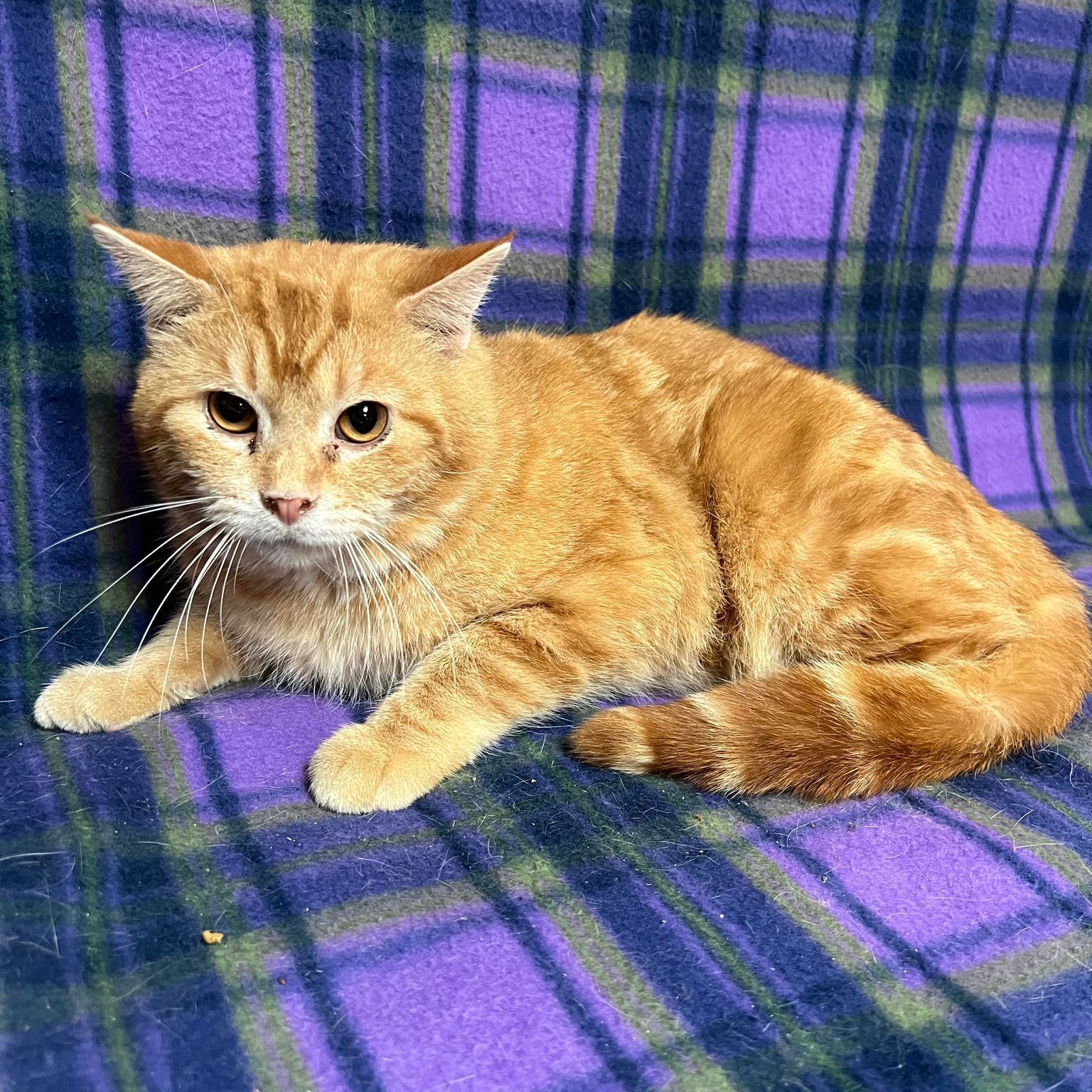 Goose - Adoption Pending