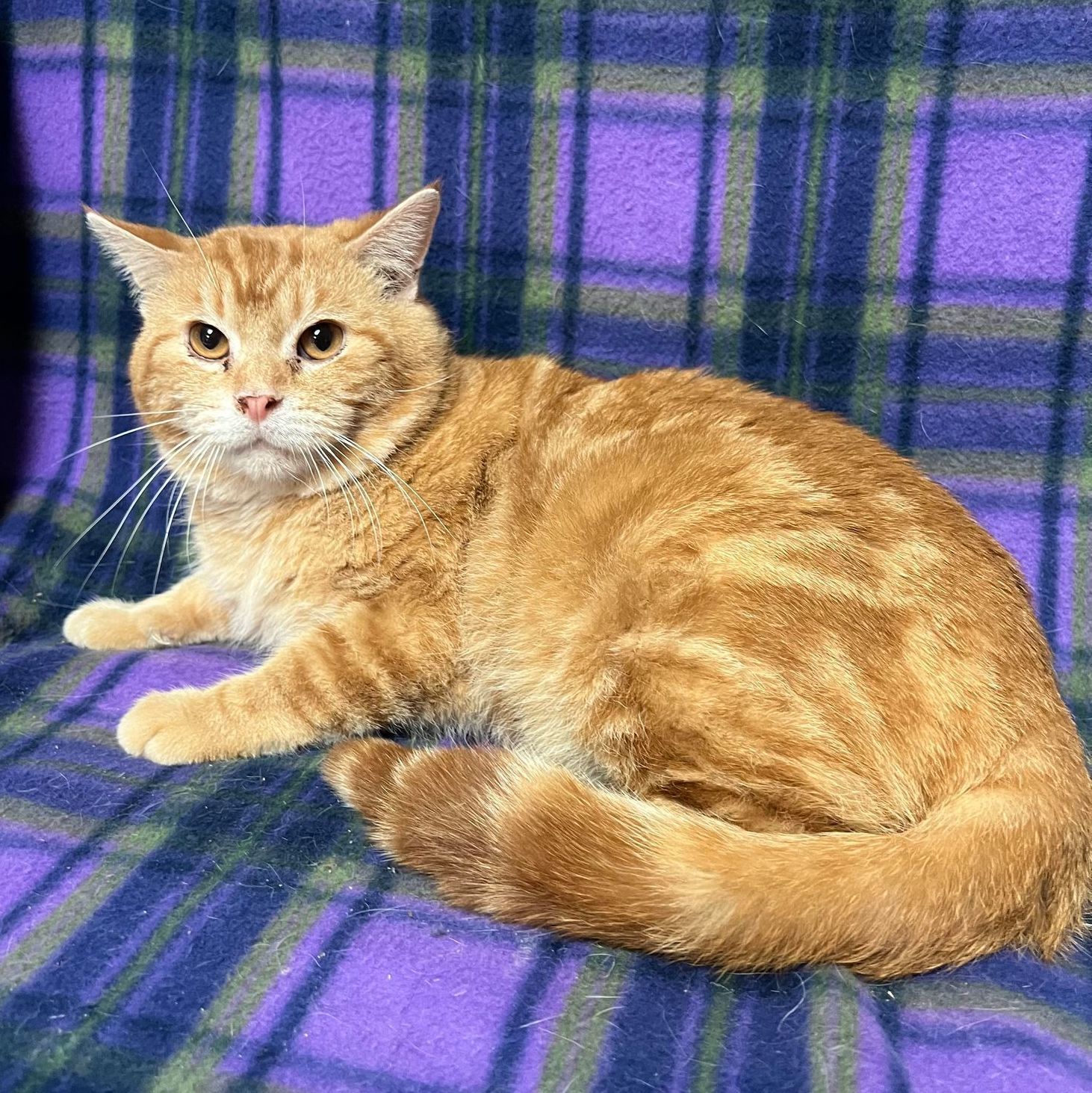 Goose - Adoption Pending 2