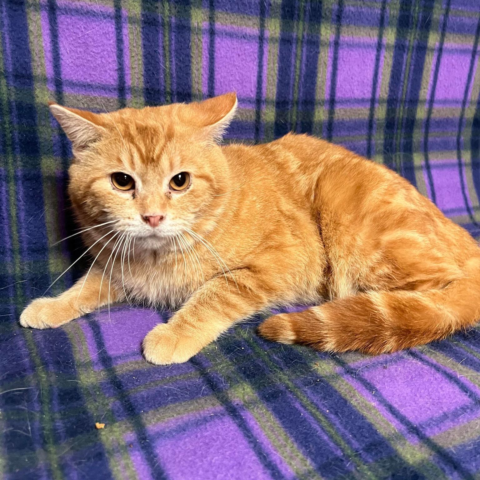 Goose - Adoption Pending 3