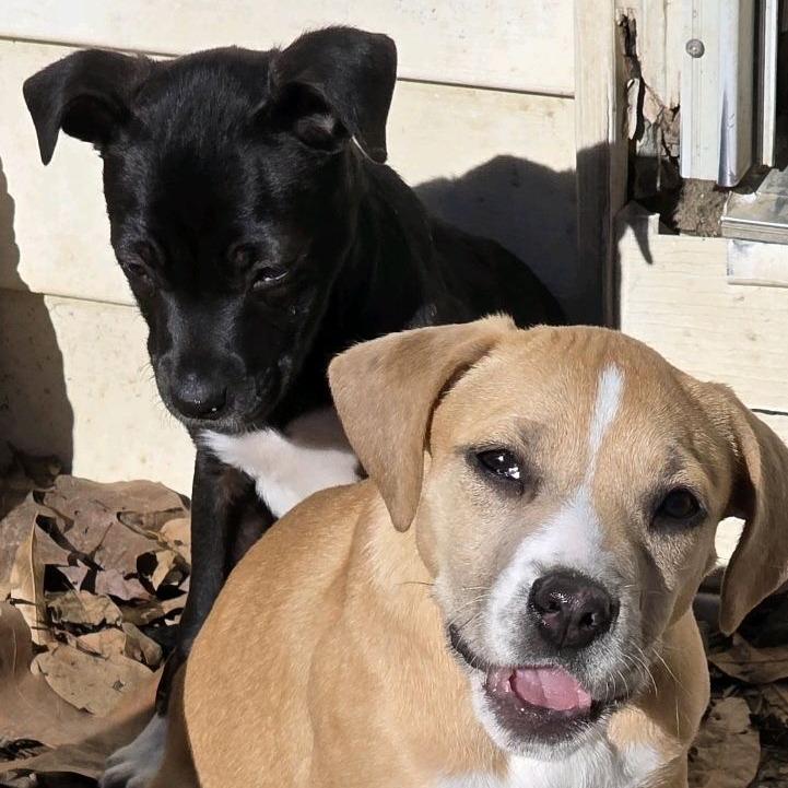 Indiana Jones, Adoptable, Puppy Male Mixed Breed.