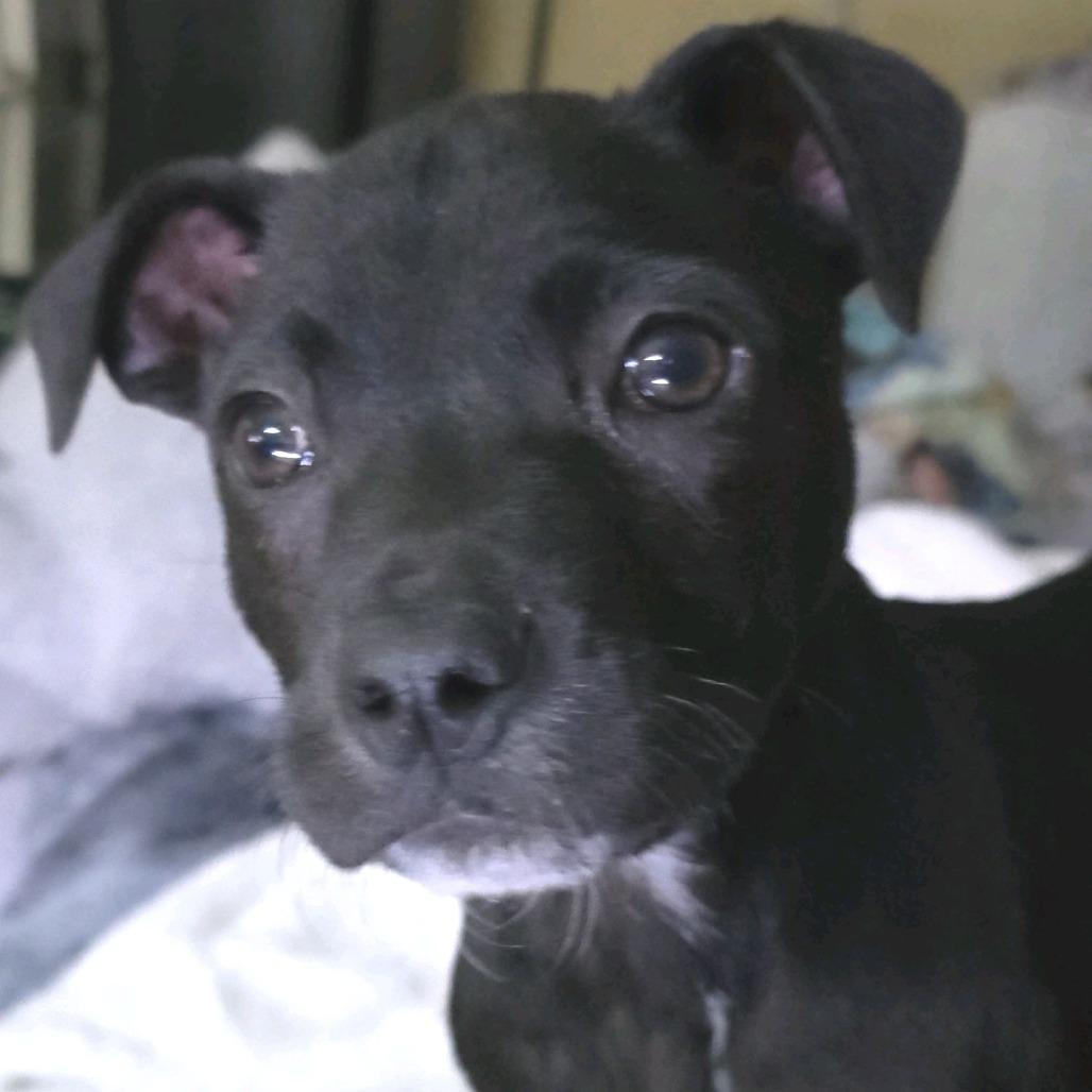 Enlarge Indiana Jones, a Adoptable Mixed Breed in Kansas City, MO image 2/5