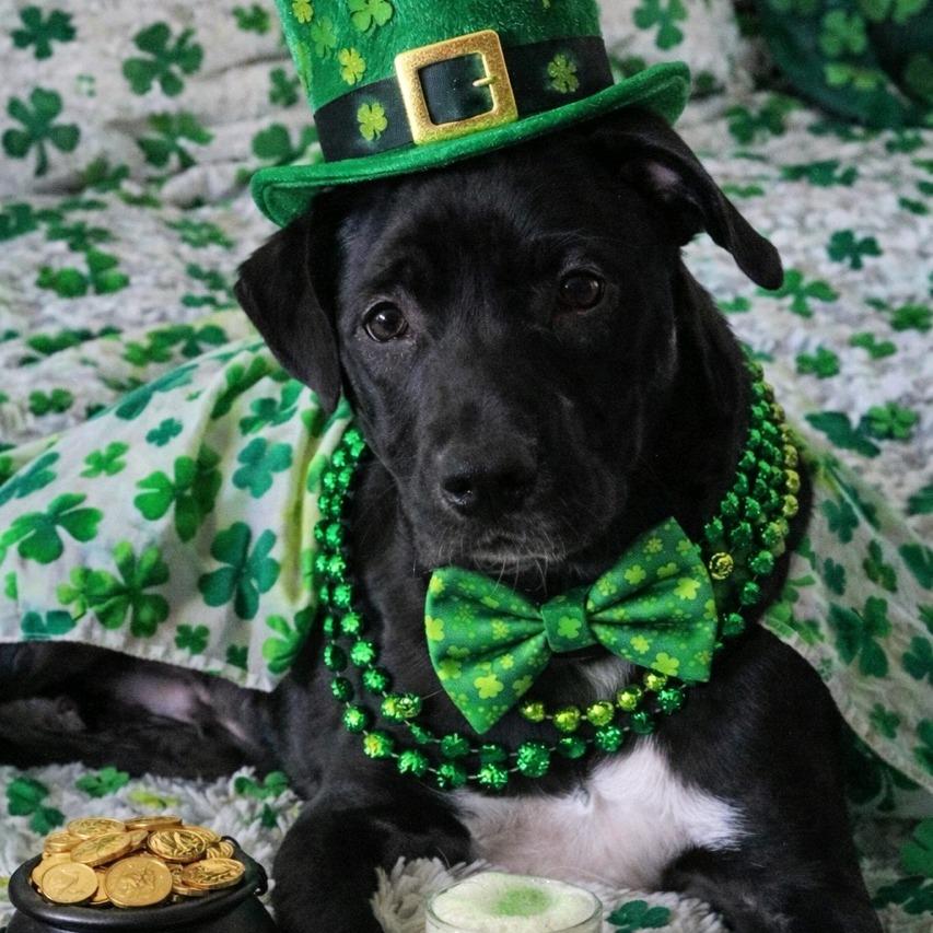 Enlarge Indiana Jones, a Adoptable Mixed Breed in Kansas City, MO image 2/2