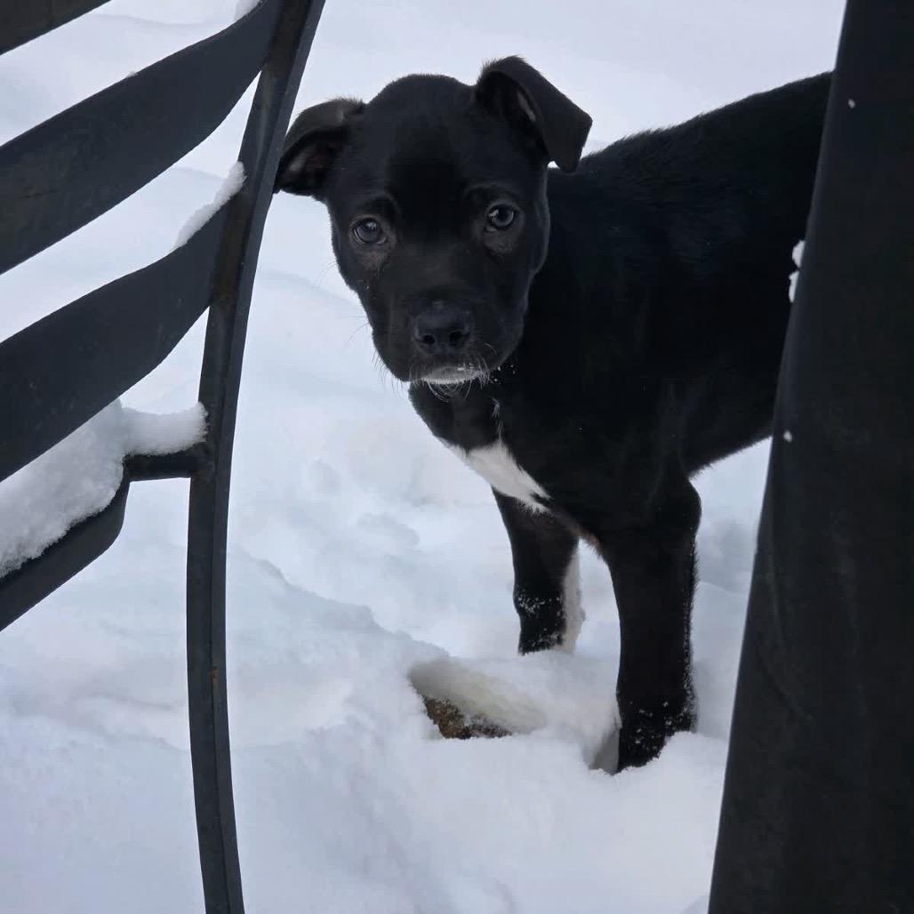 Enlarge Indiana Jones, a Adoptable Mixed Breed in Kansas City, MO image 4/5