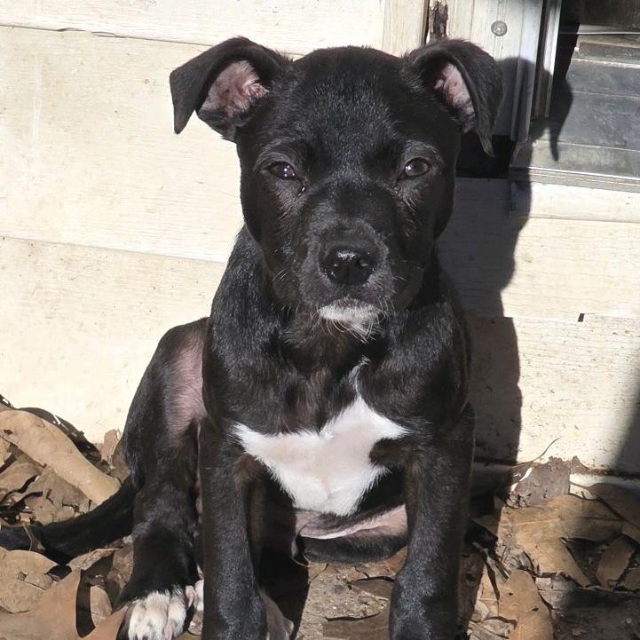 Enlarge Indiana Jones, a Adoptable Mixed Breed in Kansas City, MO image 5/5