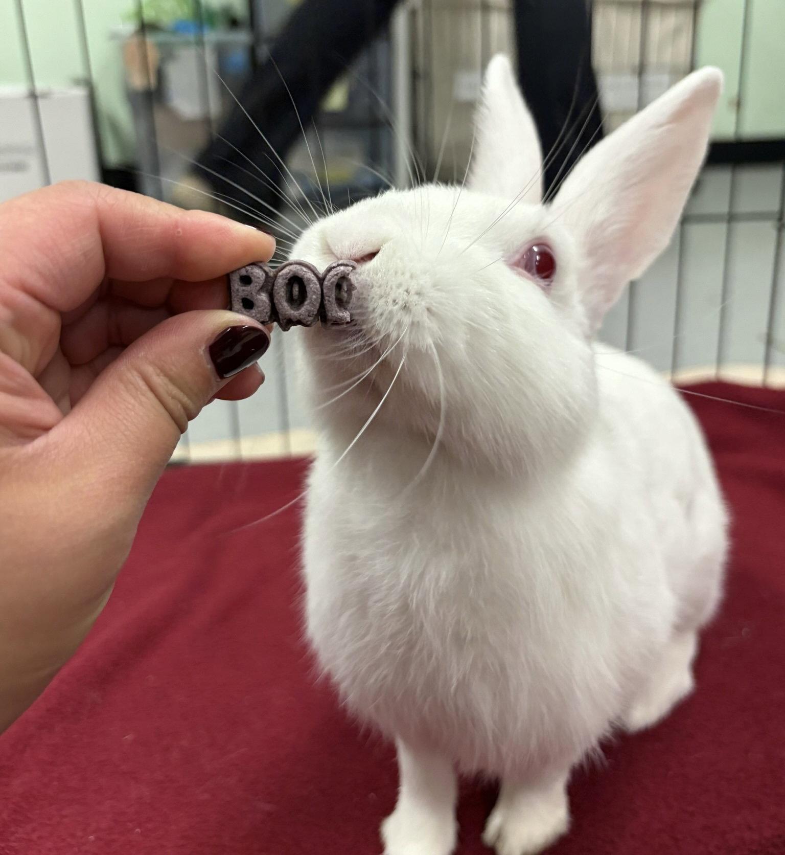 Oolala, Adoptable, Young Male American.
