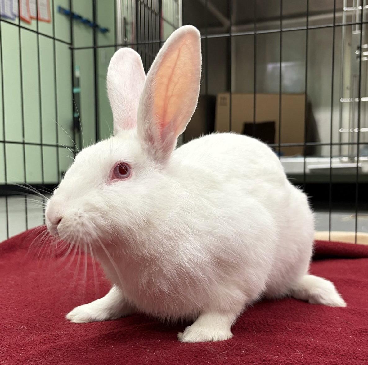 Enlarge Oolala, a Adoptable American in Oakland, CA image 2/2