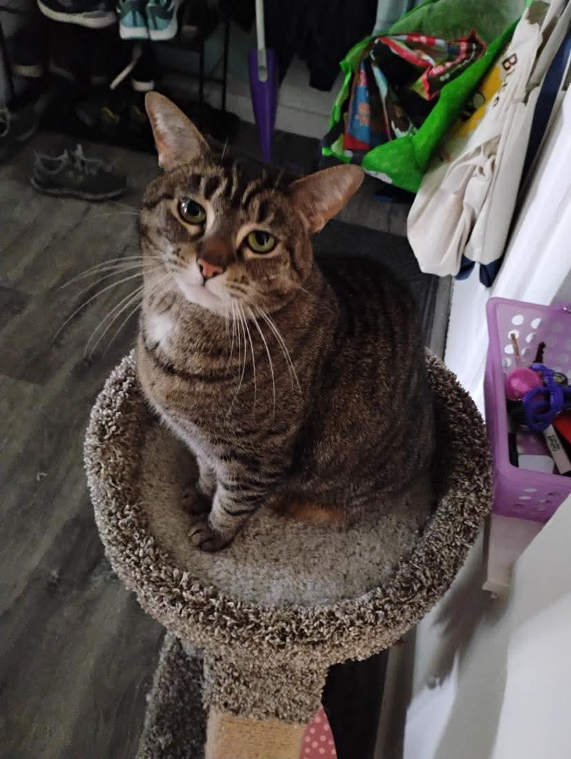 Chai, Adoptable, Adult Female Domestic Short Hair & Tabby.