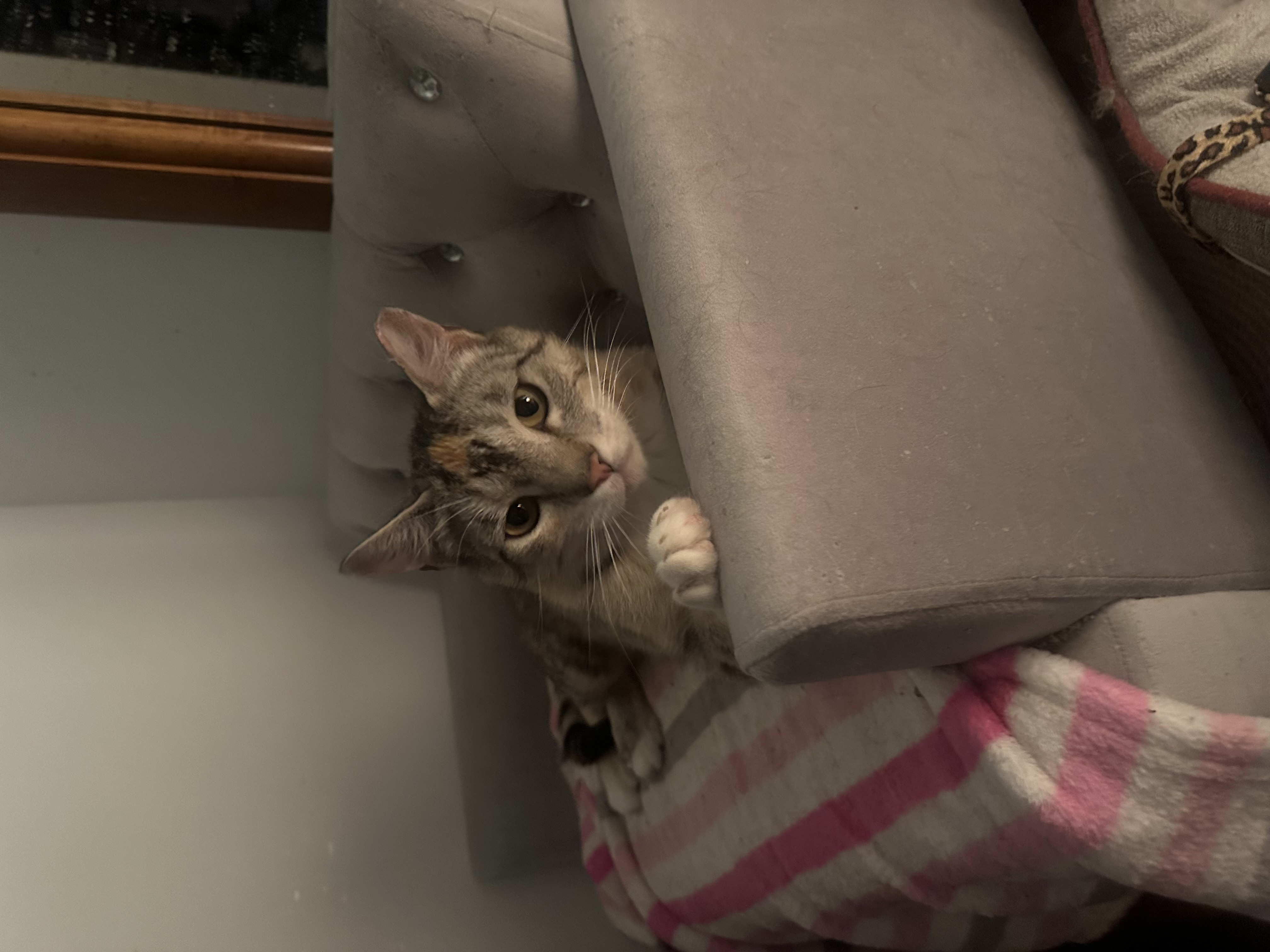 Enlarge Rosie, a Adoptable Tortoiseshell in Missoula, MT image 1/1