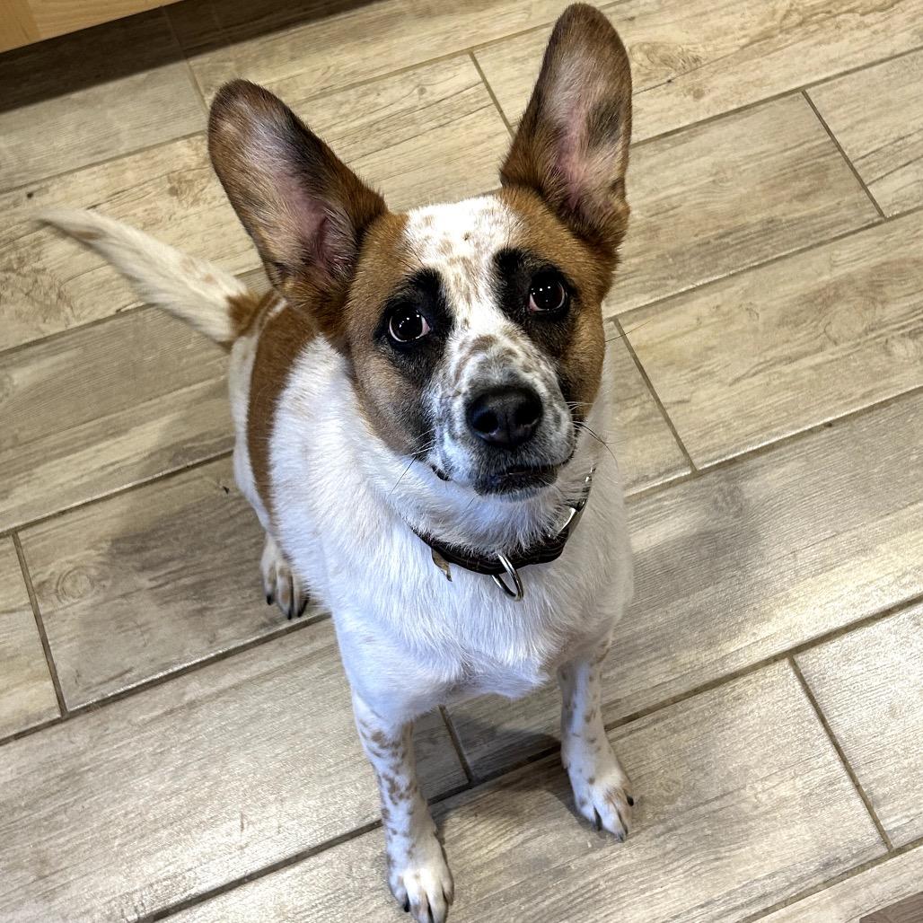 Enlarge Annie Earsley, a Adoptable mixed breed in Lander, WY image 2/3