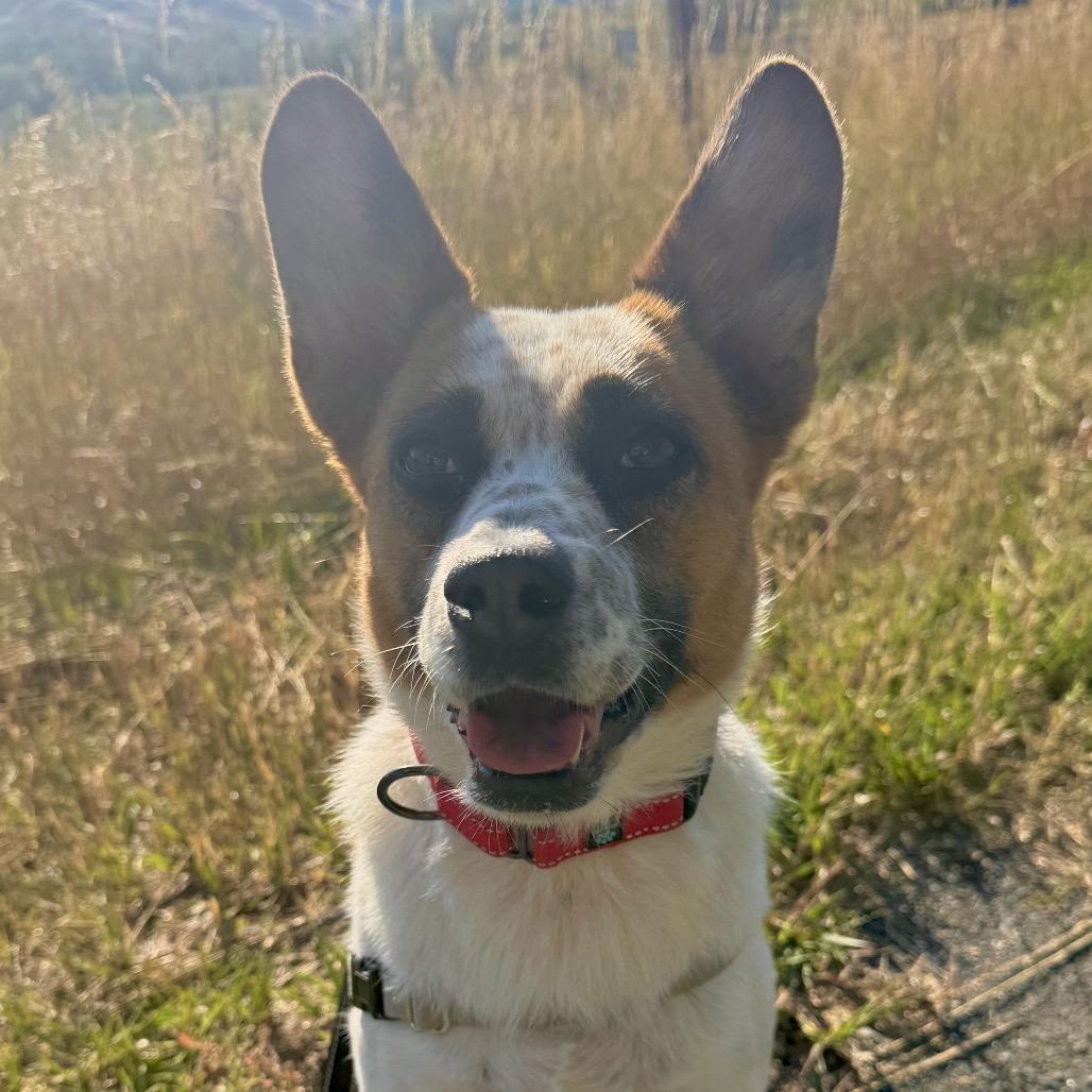 Enlarge Annie Earsley, a Adoptable mixed breed in Lander, WY image 3/3