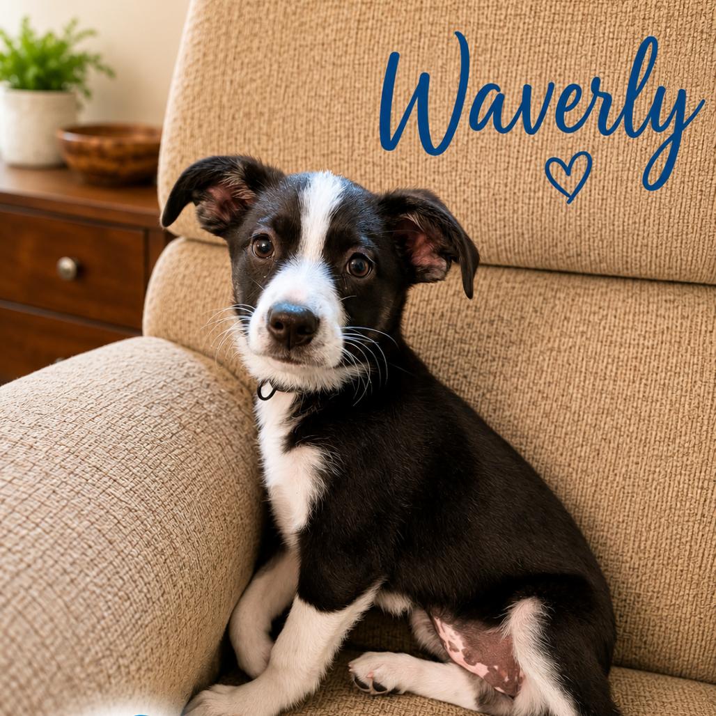 Sydney Waverly, Adoptable, Puppy Female Shepherd.