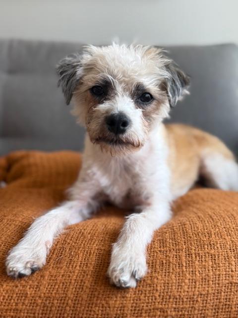 Murphy, Adoptable, Young Male Chihuahua & Terrier.