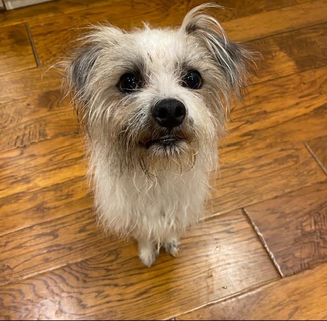 Enlarge Murphy, a Adoptable mixed breed in Redondo Beach, CA image 2/6