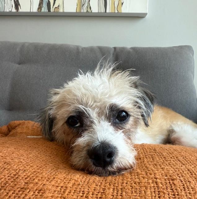 Enlarge Murphy, a Adoptable mixed breed in Redondo Beach, CA image 3/6