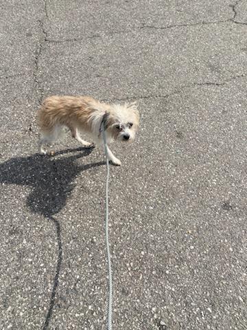 Enlarge Murphy, a Adoptable mixed breed in Redondo Beach, CA image 4/6