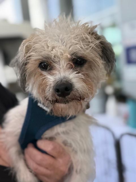 Enlarge Murphy, a Adoptable mixed breed in Redondo Beach, CA image 5/6