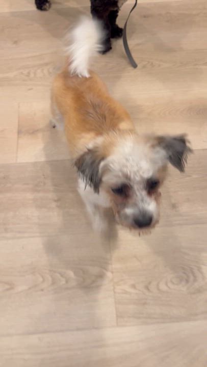 Enlarge Murphy, a Adoptable mixed breed in Redondo Beach, CA video 6/6