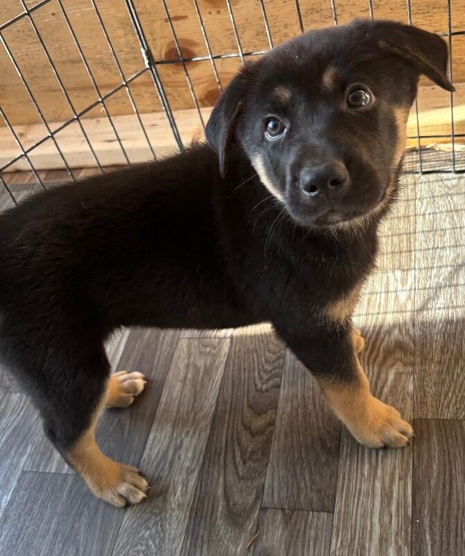 Gianna, Adoptable, Young Female German Shepherd Dog & Mixed Breed.