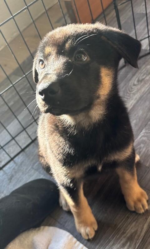 Enlarge Gianna, a Adoptable mixed breed in renton, WA image 2/4