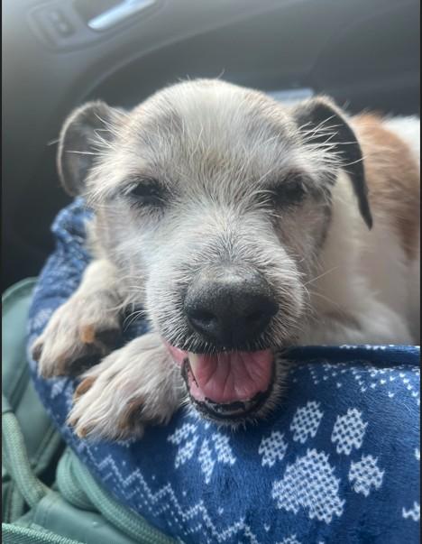 Moses, adoptable, Senior Male Jack Russell Terrier.