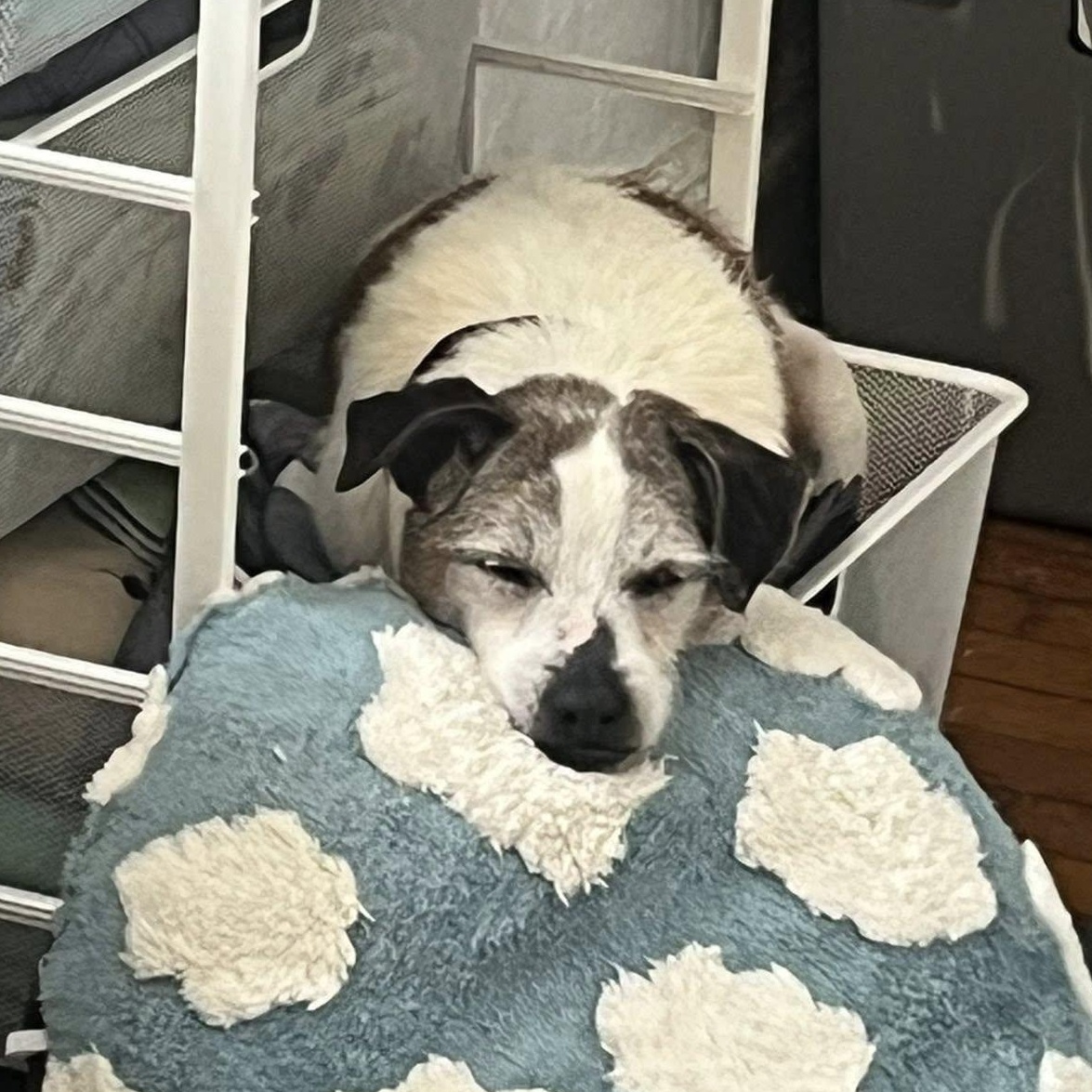 Enlarge Moses, an adoptable mixed breed in Rockville, MD image 3/6