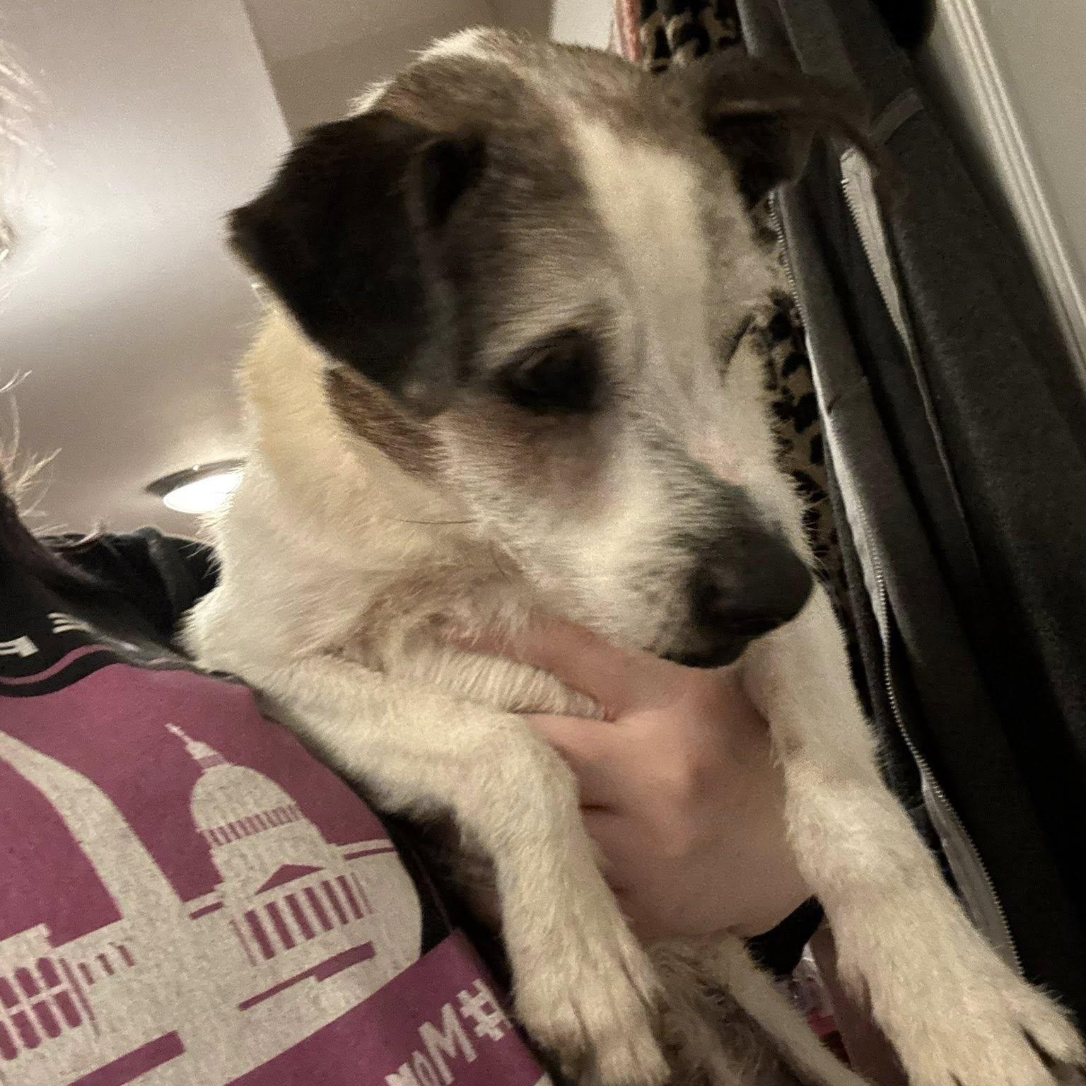 Enlarge Moses, an adoptable mixed breed in Rockville, MD image 6/6