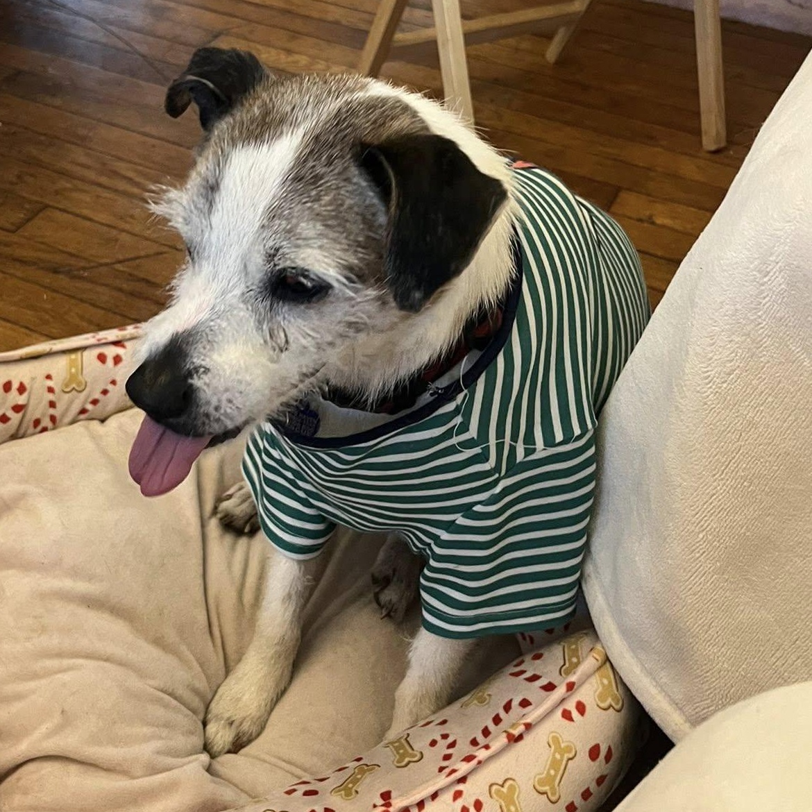 Enlarge Moses, an adoptable mixed breed in Rockville, MD image 4/6