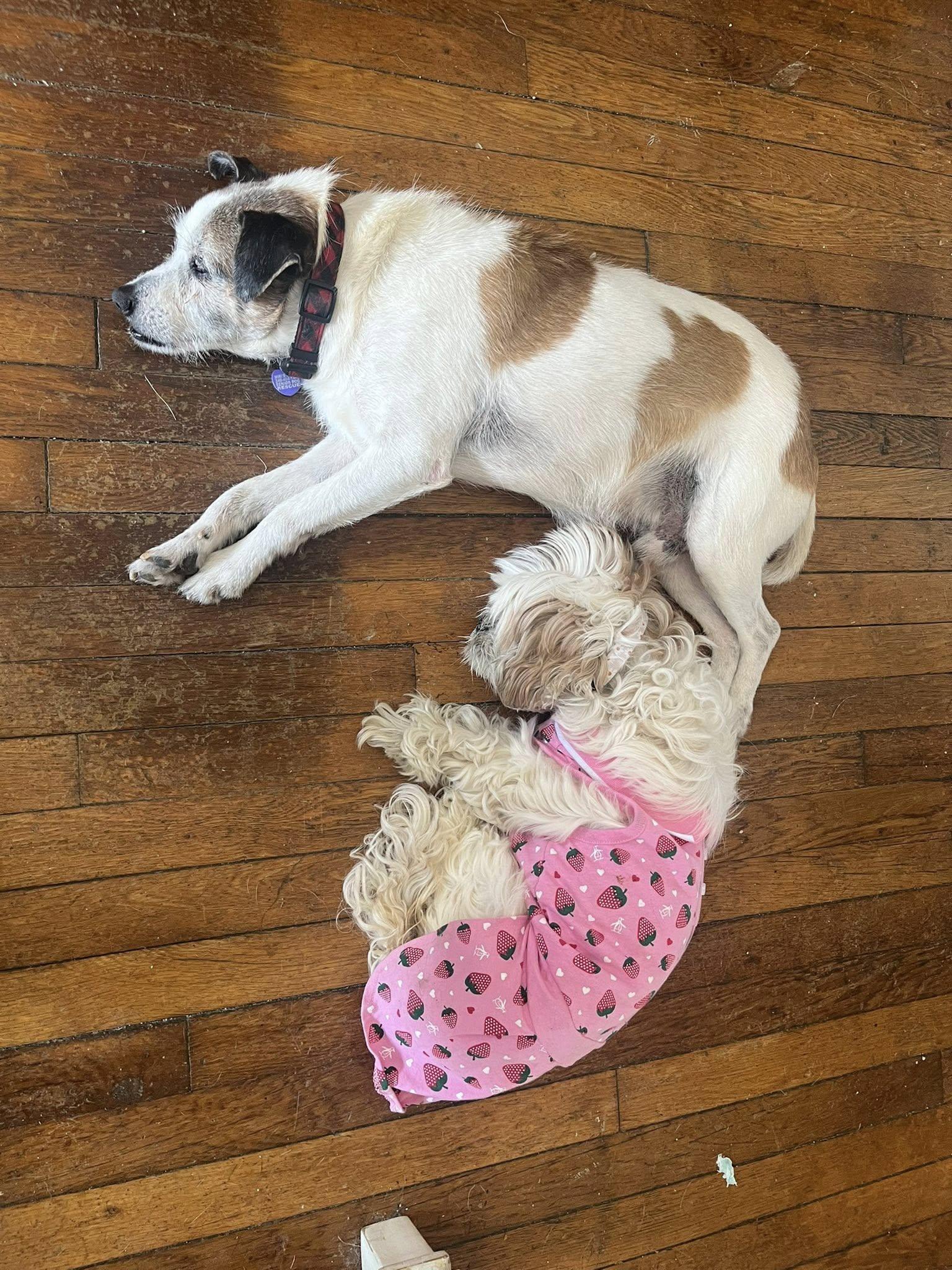 Enlarge Moses, an adoptable mixed breed in Rockville, MD image 5/6