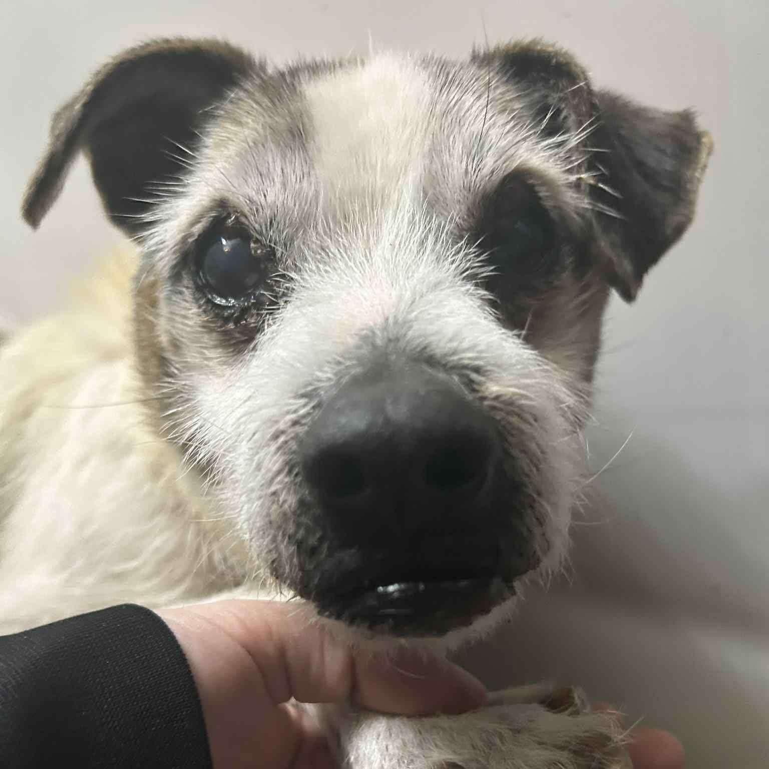 Moses, adoptable, Senior Male Jack Russell Terrier.