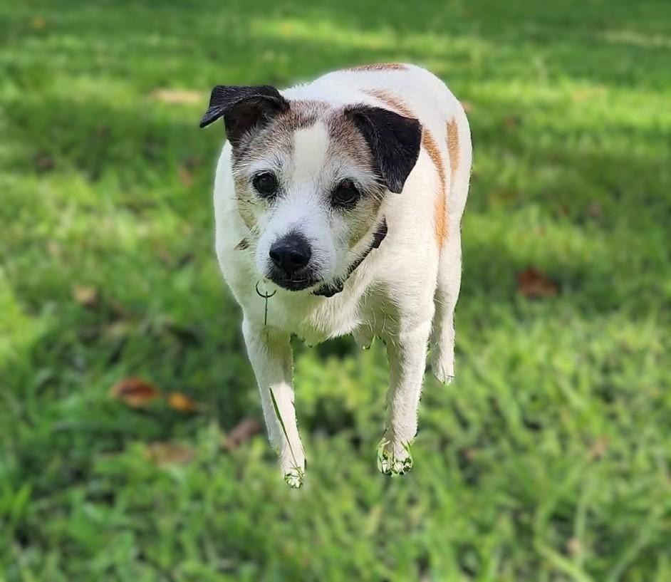 Moses, Adoptable, Senior Male Jack Russell Terrier.