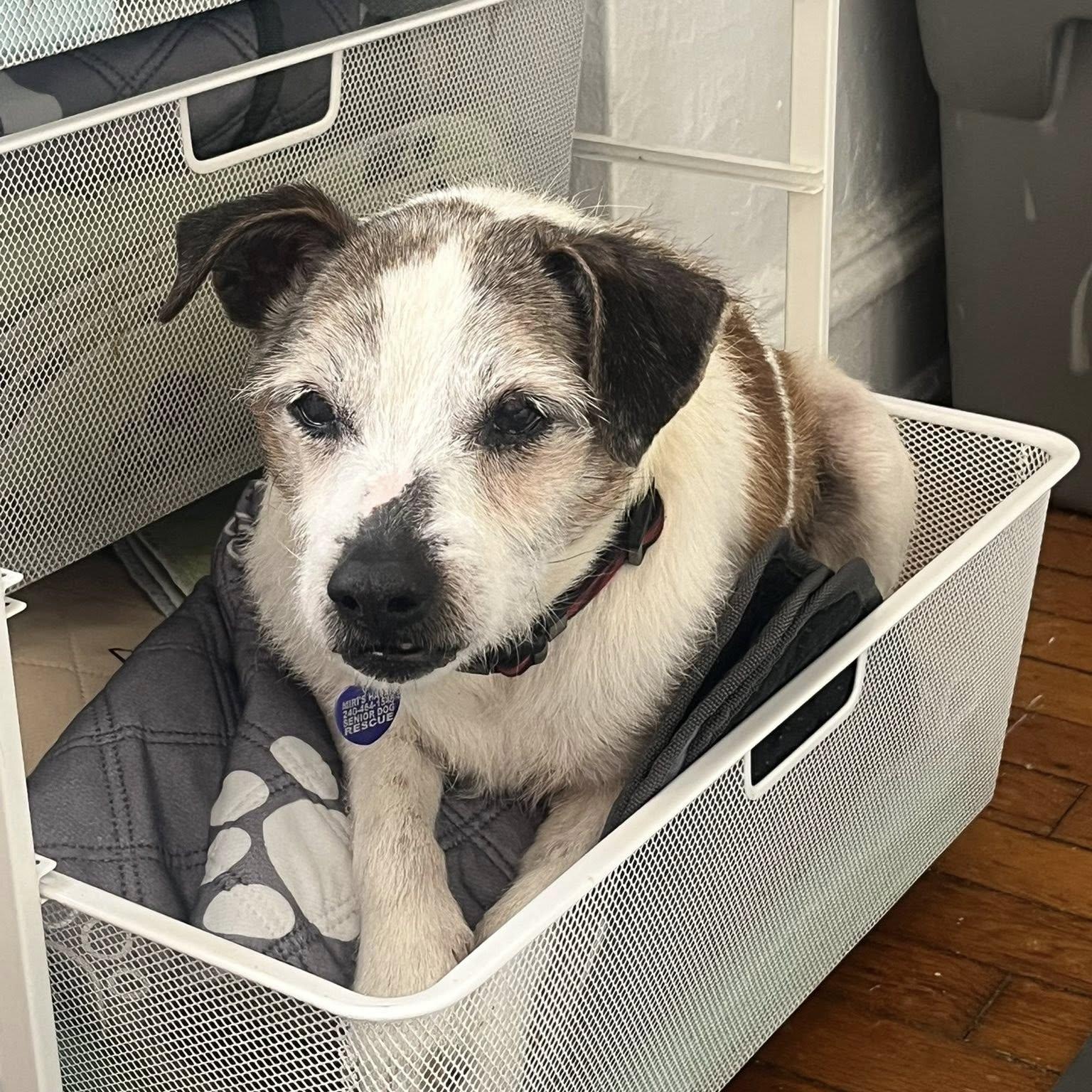 Enlarge Moses, an adoptable mixed breed in Rockville, MD image 2/6