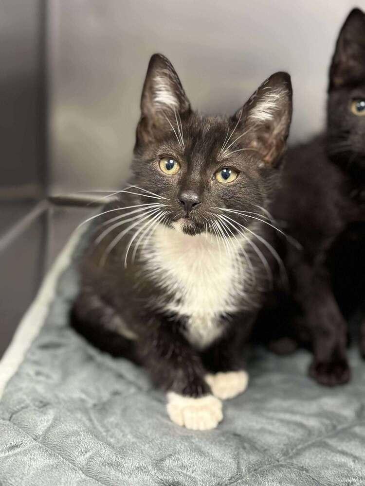 Graham Cracker, a Adoptable Domestic Short Hair in Statesboro, GA image 1/5