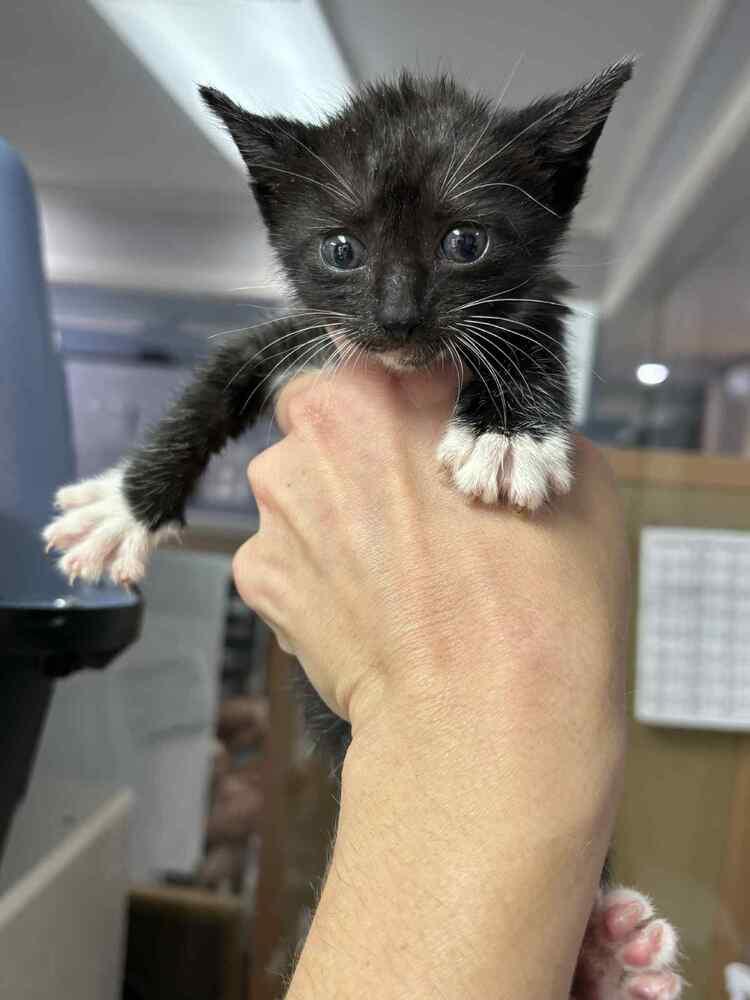 Graham Cracker, a Adoptable Domestic Short Hair in Statesboro, GA image 2/5