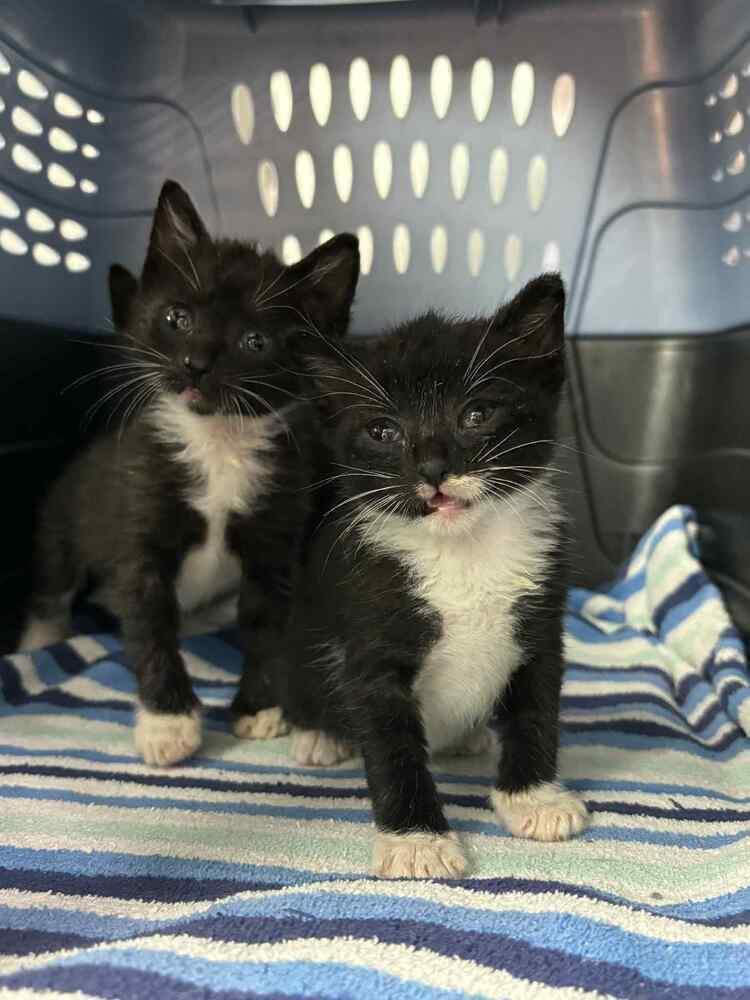 Graham Cracker, a Adoptable Domestic Short Hair in Statesboro, GA image 3/5