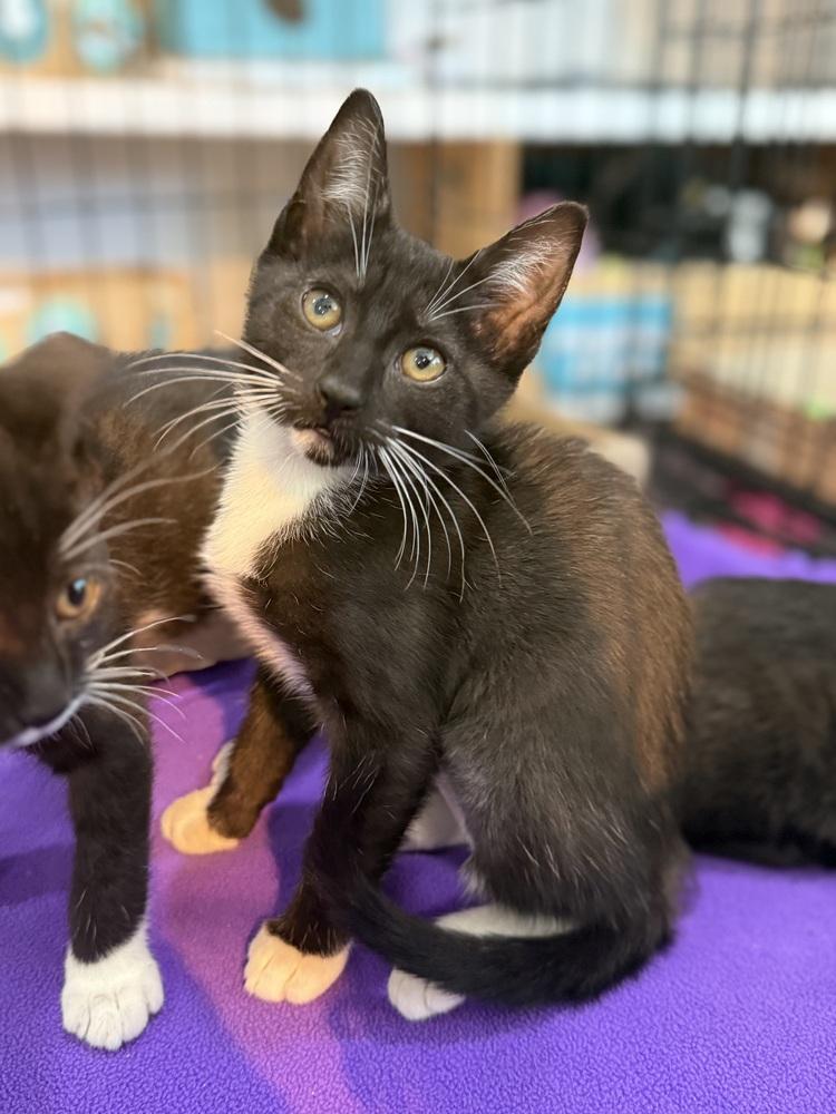 Graham Cracker, a Adoptable Domestic Short Hair in Statesboro, GA image 4/5
