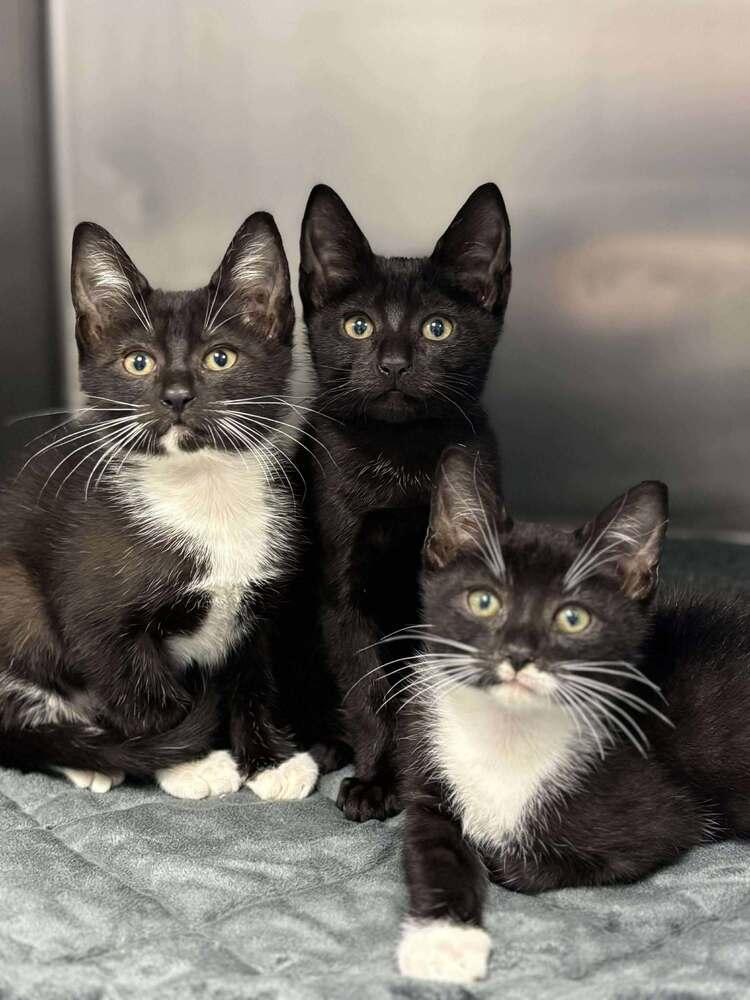 Graham Cracker, a Adoptable Domestic Short Hair in Statesboro, GA image 5/5